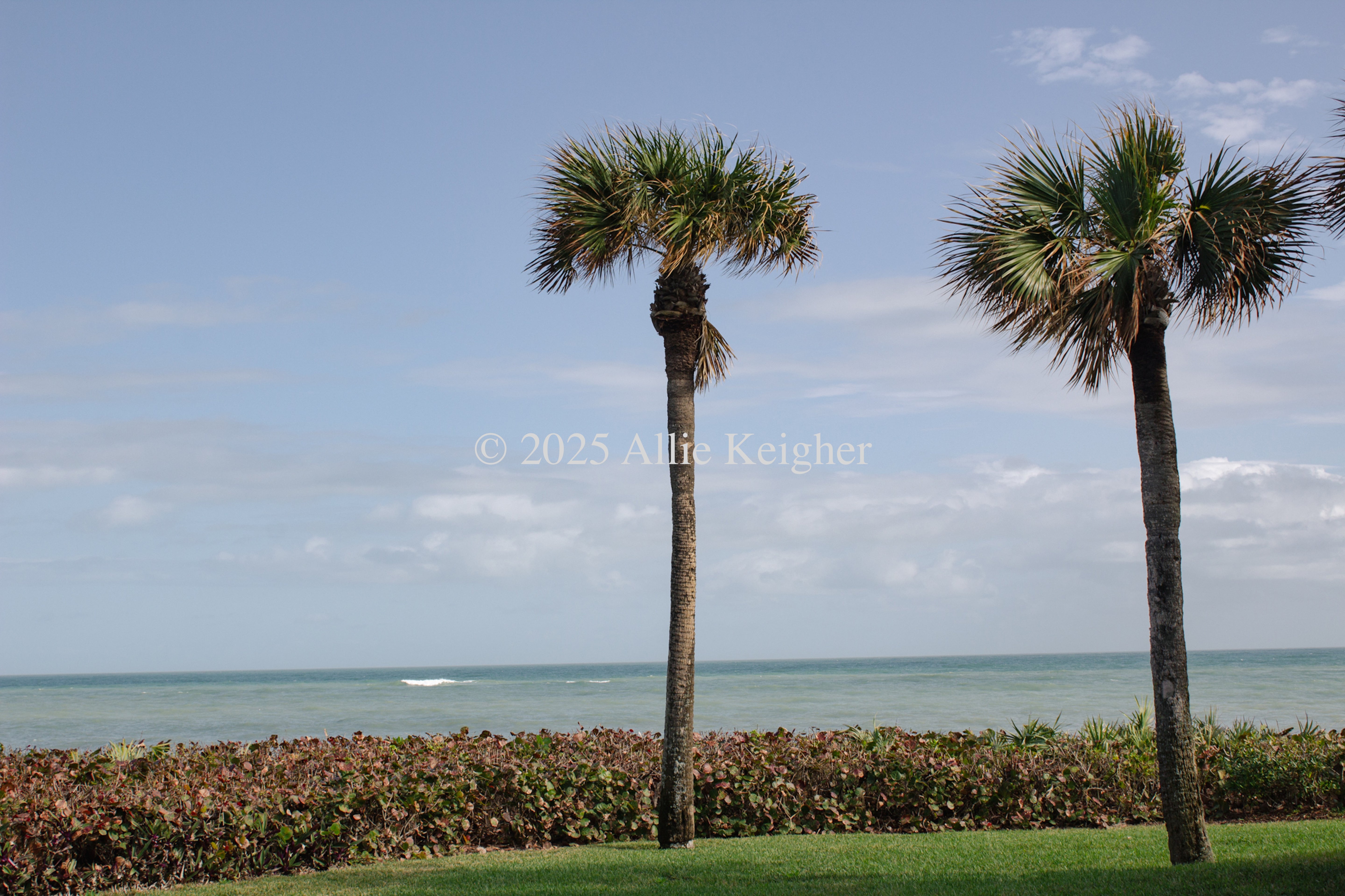 Twin Palms