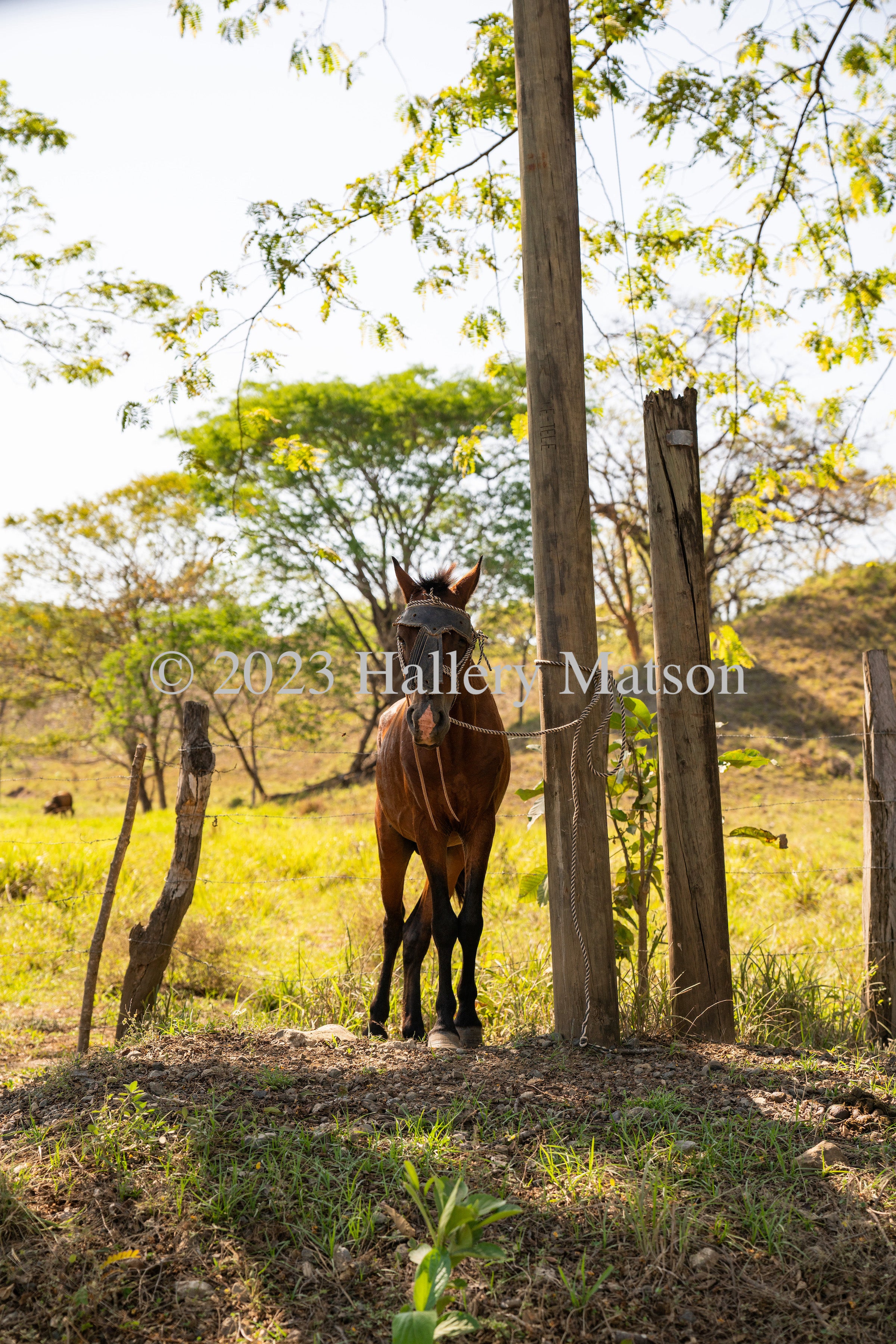 A Neighbor in Garza