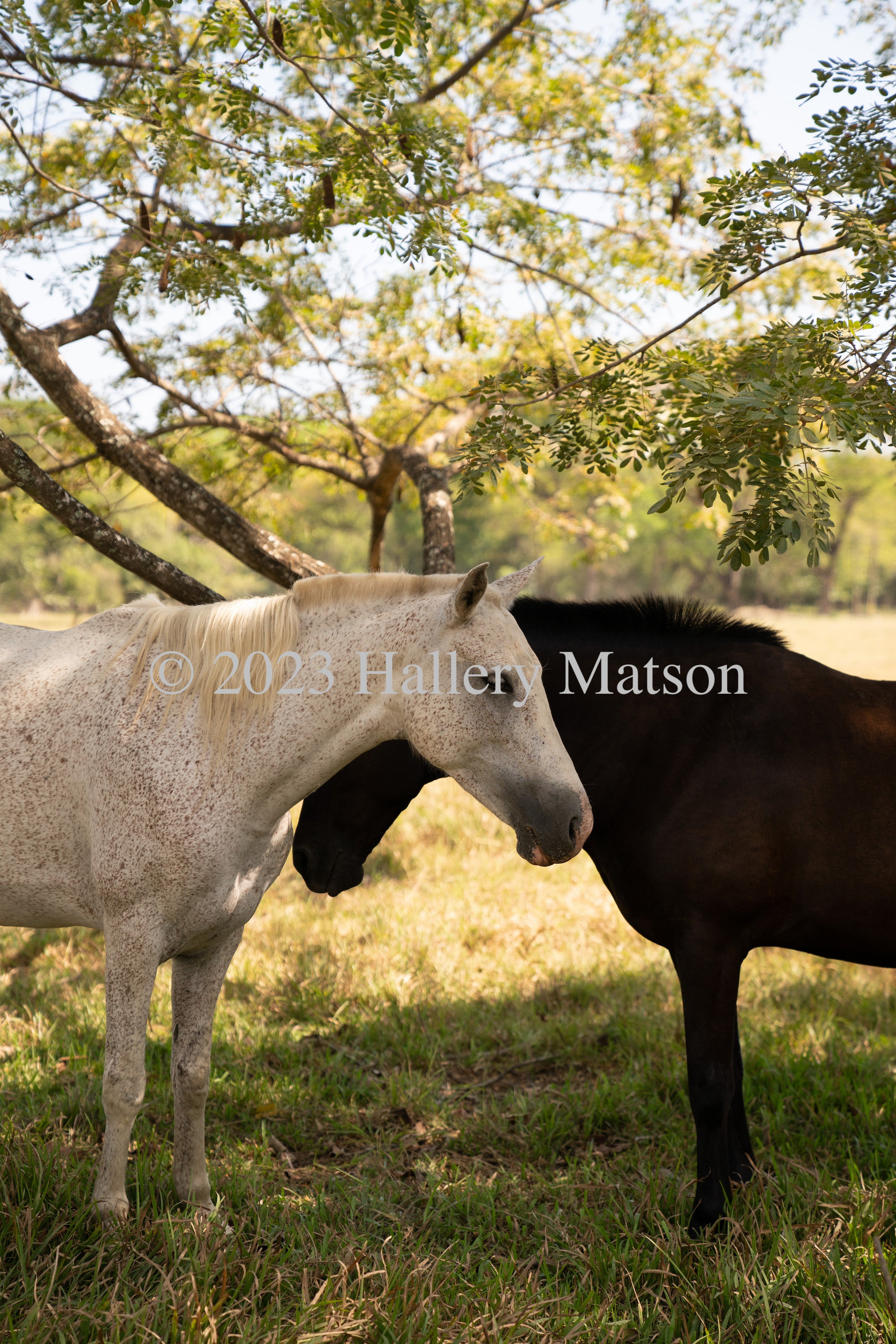 Horses in Garza