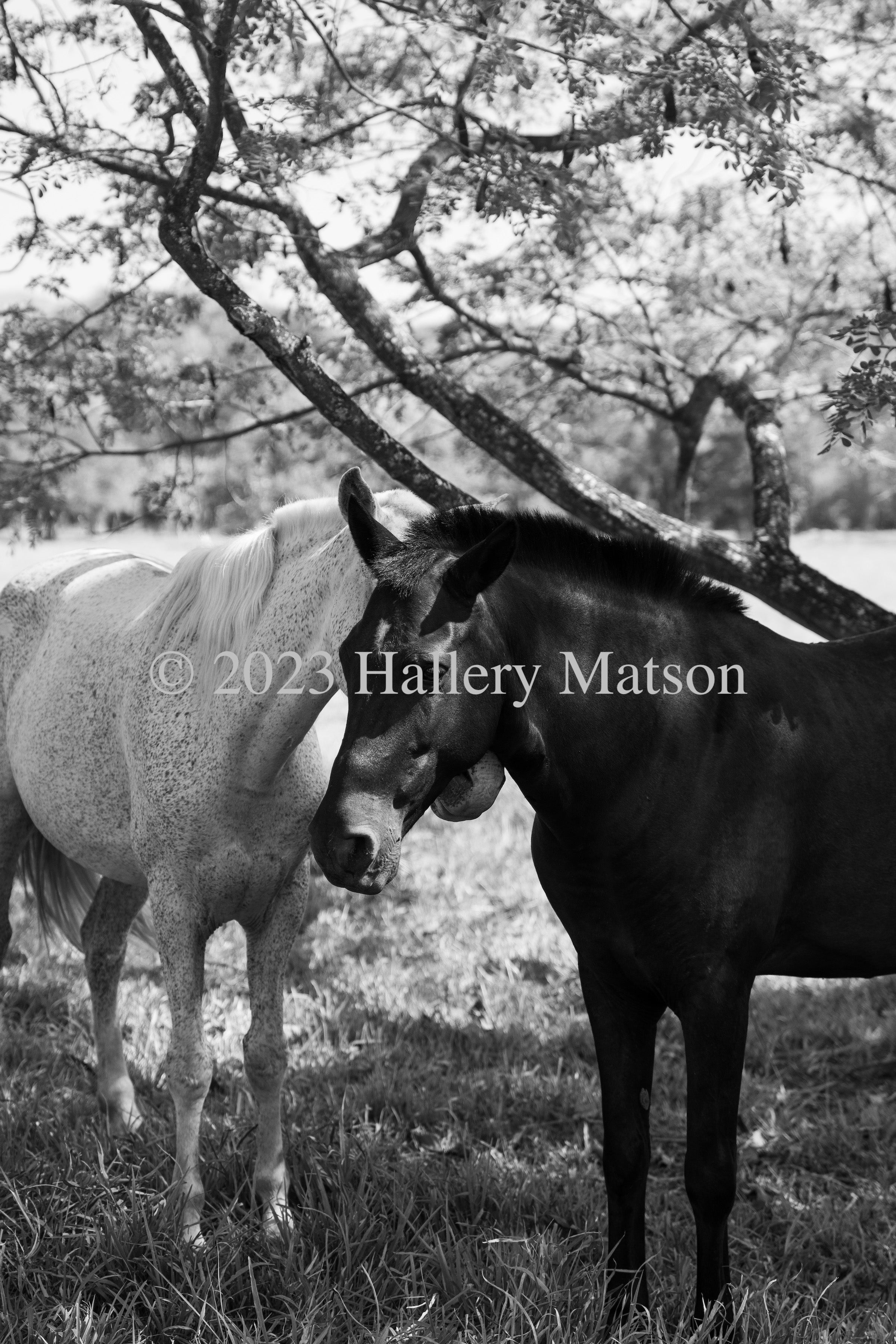 Horses in Garza II