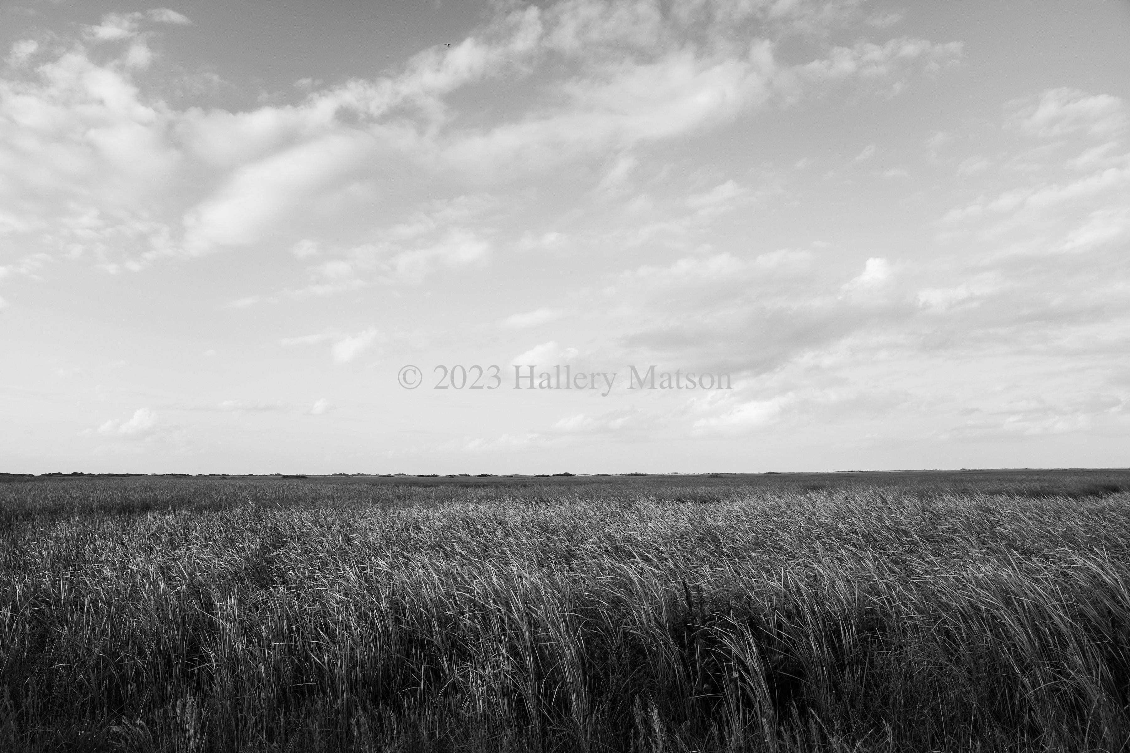 Saw Grass Prairies