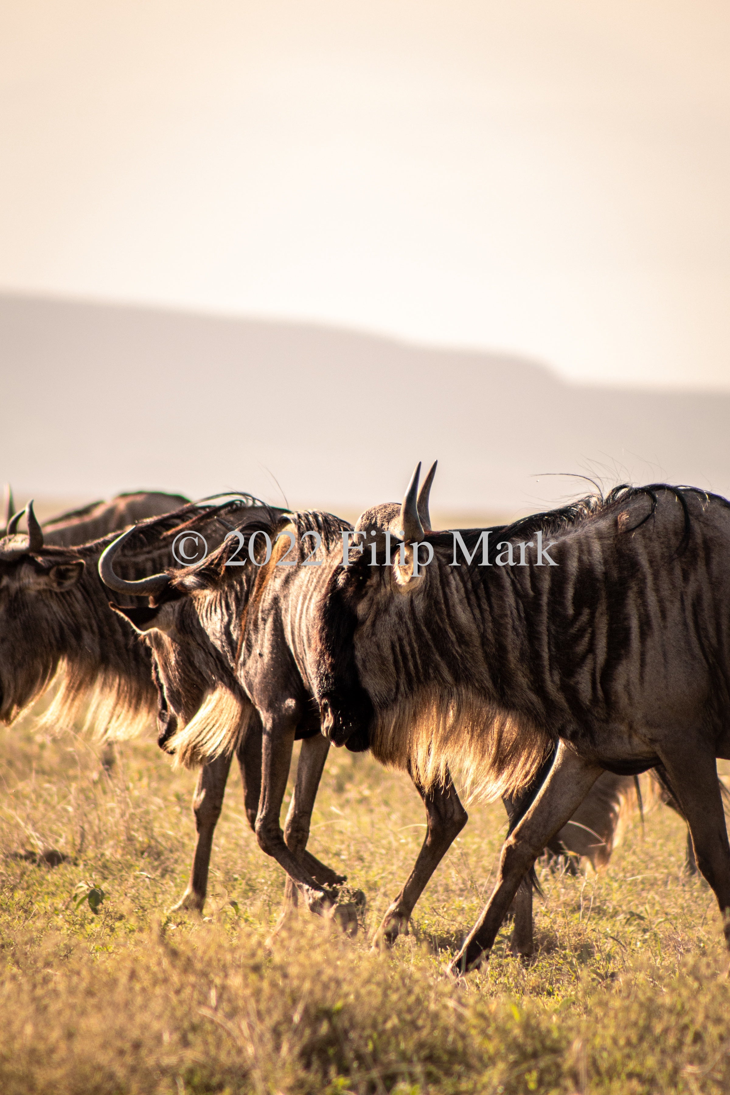 Serengeti Patrol